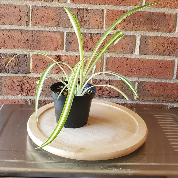 Spider Plant |  Chlorophytum comosum 3" pot - Picture 4 of 8